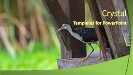  Presentation with walk - Beautiful slides featuring white-breasted-waterhen-waterbird-walk backdrop and a tawny brown colored foreground