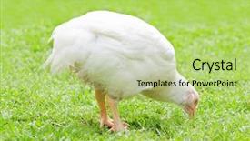  Presentation with broiler - Cool new PPT theme with white broiler on green grass backdrop and a mint green colored foreground