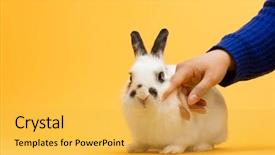  Presentation with domestic animal - Audience pleasing slides consisting of white bunny domestic animal furry backdrop and a yellow colored foreground
