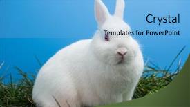  Presentation with bunny - Colorful slides enhanced with white-bunny-rabbit-sitting backdrop and a light blue colored foreground