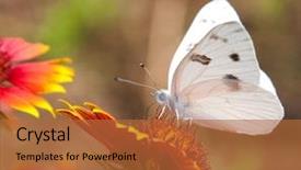  Presentation with native indian - Amazing slide set having white butterfly on an indian backdrop and a red colored foreground