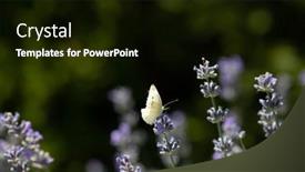  Presentation with lavender - Slide deck featuring white-butterfly-on-lavender background and a black colored foreground