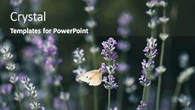  Presentation with lavender - Presentation theme with white-butterfly-on-lavender background and a tawny brown colored foreground