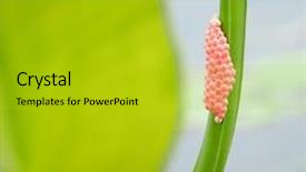  Presentation with insect - Cool new presentation with white cabbage - insect eggs making a group backdrop and a gold colored foreground