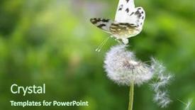  Presentation with summer - Cool new PPT theme with white cabbage - nice summer day backdrop and a tawny brown colored foreground