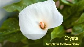 Presentation with chemistry leaves green leaf - Cool new theme with white cala lily on green backdrop and a tawny brown colored foreground