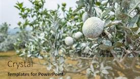  Presentation with calcium - Slide deck featuring white-calcium-carbonate-on-orange background and a coral colored foreground