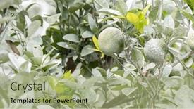  Presentation with calcium - PPT layouts enhanced with white-calcium-carbonate-on-orange background and a mint green colored foreground