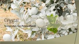  Presentation with calcium - Slide set enhanced with white-calcium-carbonate-on-orange background and a soft green colored foreground