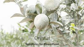  Presentation with calcium - Audience pleasing PPT theme consisting of white-calcium-carbonate-on-orange backdrop and a mint green colored foreground