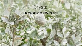  Presentation with calcium - Slide deck featuring white-calcium-carbonate-on-orange background and a mint green colored foreground