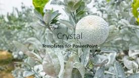  Presentation with calcium - Presentation with white-calcium-carbonate-on-orange background and a light gray colored foreground