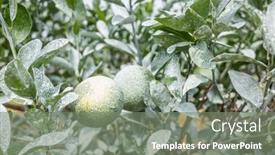  Presentation with calcium - Slide deck enhanced with white-calcium-carbonate-on-orange background and a gray colored foreground