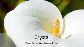  Presentation with elegant wedding - Cool new slides with close up of hands choosing pictures on a futuristic laptop on red background backdrop and a lemonade colored foreground