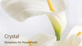  Presentation with calla lily - Amazing slides having white calla flowers backdrop and a soft green colored foreground