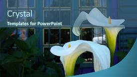  Presentation with calla - Presentation theme consisting of white-calla-lilies-flowers background and a ocean colored foreground