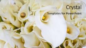  Presentation with calla lily - Beautiful presentation design featuring white calla lilies backdrop and a soft green colored foreground