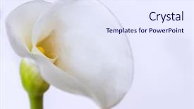  Presentation with calla - Colorful presentation enhanced with white calla lilies backdrop and a sky blue colored foreground