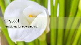  Presentation with calla - Cool new presentation design with white calla lilies backdrop and a yellow colored foreground