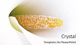  Presentation with calla lily - PPT layouts consisting of white calla lily close up background and a  colored foreground