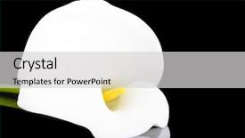  Presentation with calla lily - PPT layouts featuring white calla lily close up background and a light gray colored foreground