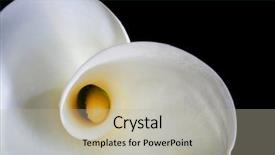  Presentation with calla lily - Cool new PPT theme with white calla lily in closeup backdrop and a mint green colored foreground