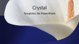  Presentation with calla lily - Beautiful slides featuring white calla lily in closeup backdrop and a light gray colored foreground