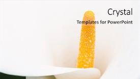  Presentation with calla lily - Presentation design enhanced with white calla lily macro shot background and a white colored foreground