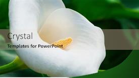  Presentation with calla lily - Presentation design with white-calla-lily-macro-shot background and a lemonade colored foreground
