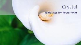  Presentation with calla lily - Slide set having white-calla-lily-macro-shot background and a sky blue colored foreground