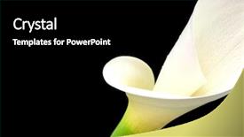  Presentation with calla lily - Amazing theme having white calla lily on black backdrop and a  colored foreground