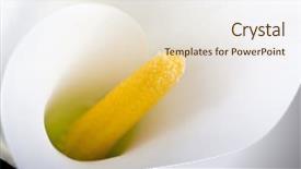  Presentation with calla - Colorful presentation enhanced with white calla with elegant curves backdrop and a  colored foreground