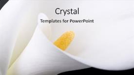  Presentation with calla - Cool new presentation theme with white calla with elegant curves backdrop and a white colored foreground