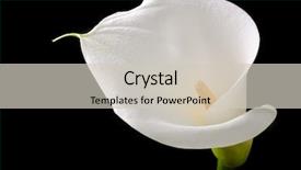  Presentation with calla - Colorful PPT theme enhanced with white calla with elegant curves backdrop and a soft green colored foreground