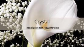  Presentation with calla - Presentation design having white calla with elegant curves background and a soft green colored foreground