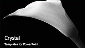  Presentation with calla - Theme featuring white calla with elegant curves background and a black colored foreground