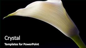  Presentation with calla - Presentation having white calla with elegant curves background and a  colored foreground