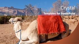  Presentation with ait - PPT theme enhanced with white-camel-sitting-ait-benhaddou background and a teal colored foreground