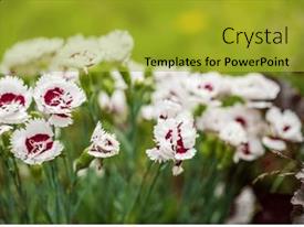White Carnation Flowers PPT template 5 | CrystalGraphics
