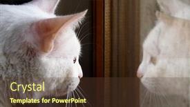  Presentation with cat - Amazing theme having white cat and its reflection on window backdrop and a tawny brown colored foreground