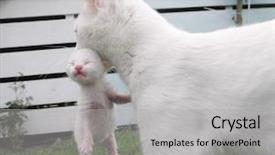  Presentation with hello kitty cute little kitten - Cool new slides with white cat carrying white kitten back to the den backdrop and a light gray colored foreground