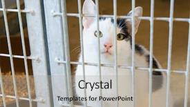  Presentation with animal shelter - Beautiful PPT theme featuring  backdrop and a  colored foreground