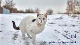  Presentation with snow cat - Audience pleasing slide deck consisting of white-cat-in-the-snow backdrop and a lemonade colored foreground