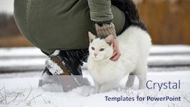  Presentation with snow cat - Presentation theme having white-cat-in-the-snow background and a sky blue colored foreground