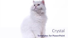  Presentation with cat - PPT layouts having white-cat-isolated-on-white background and a sky blue colored foreground
