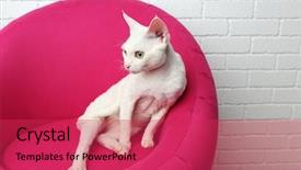  Presentation with pink cat - Presentation design having beautiful white cat on soft background and a red colored foreground