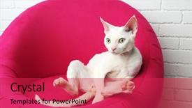  Presentation with pink cat - Presentation theme featuring beautiful white cat on soft background and a red colored foreground
