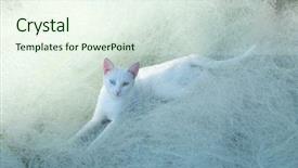  Presentation with white differene - PPT layouts with white cat on the fishnet background and a sky blue colored foreground