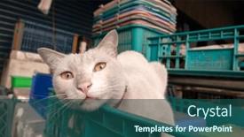  Presentation with blue yellow - Slide deck having white-cat-with-yellow-eyes and a ocean colored foreground