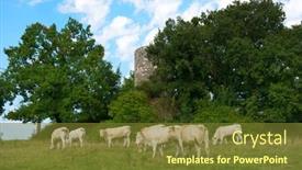  Presentation with cattle - 